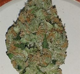 Cookies Kush Marijuana strain Oregon