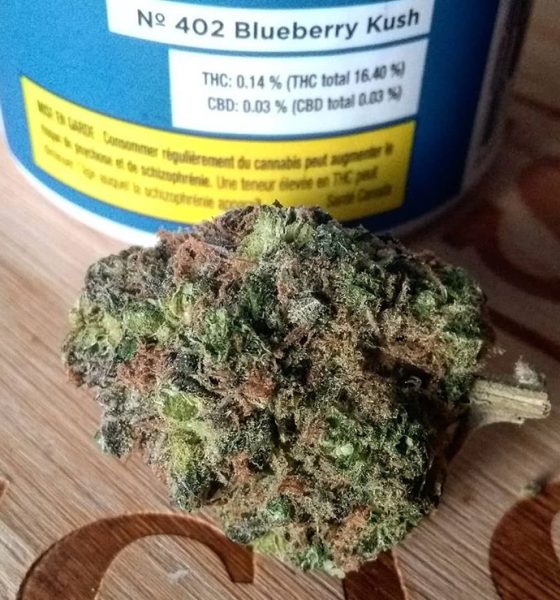 Where To Buy Blueberry Kush Online In Oregon