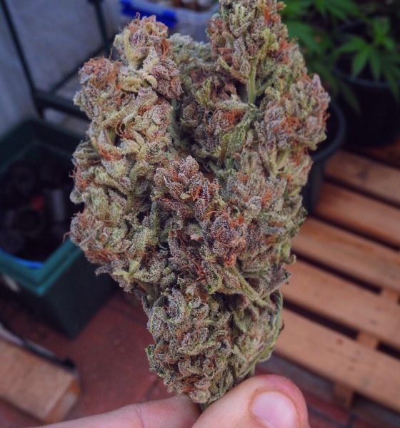 Where To Buy Blueberry Kush Online In Oregon